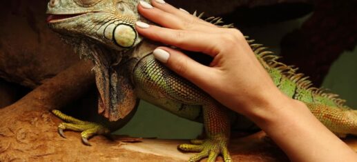 L’Errore Che il 90% dei Proprietari di Rettili Commette PetMania
