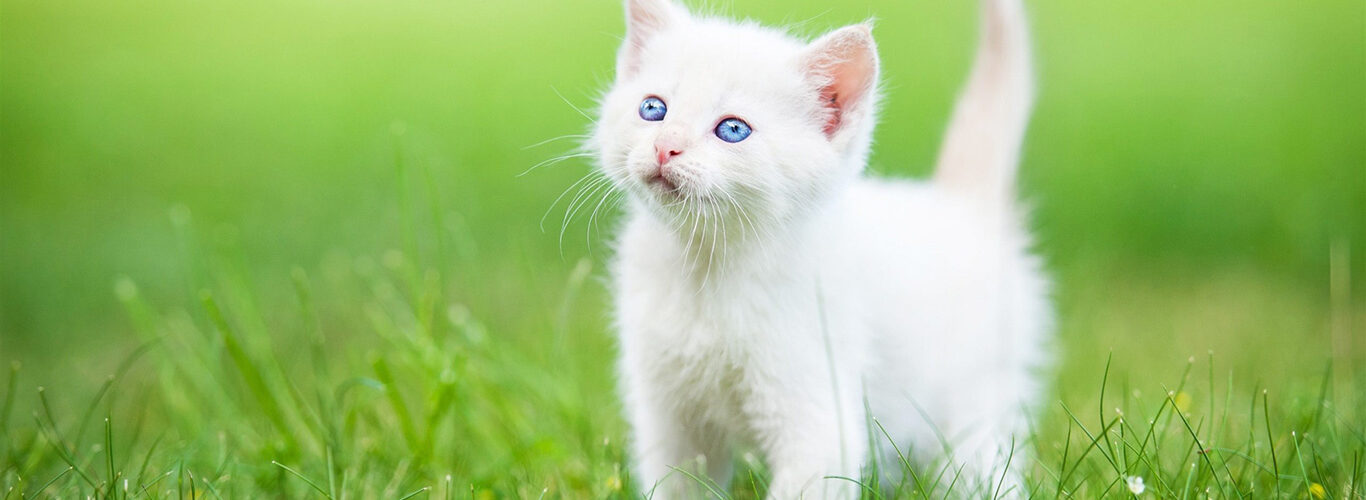 Guida Completa alla Cura del Gatto: Consigli per un Felino Felice PetMania