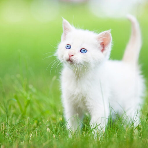 Guida Completa alla Cura del Gatto: Consigli per un Felino Felice PetMania