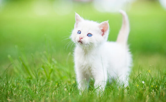 Guida Completa alla Cura del Gatto: Consigli per un Felino Felice PetMania