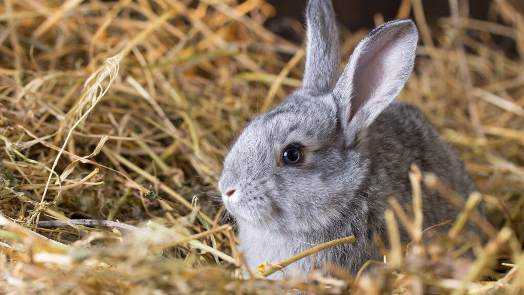 Come Allestire un Habitat Perfetto per il Tuo Coniglio Domestico
PetMania