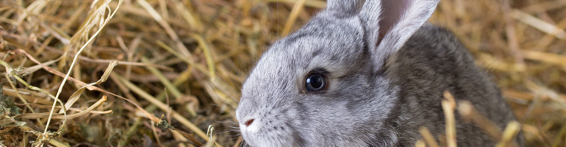 Come Allestire un Habitat Perfetto per il Tuo Coniglio Domestico PetMania