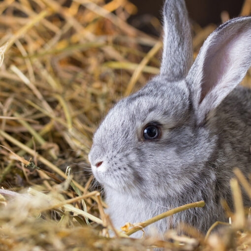 Come Allestire un Habitat Perfetto per il Tuo Coniglio Domestico PetMania