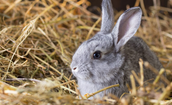Come Allestire un Habitat Perfetto per il Tuo Coniglio Domestico PetMania