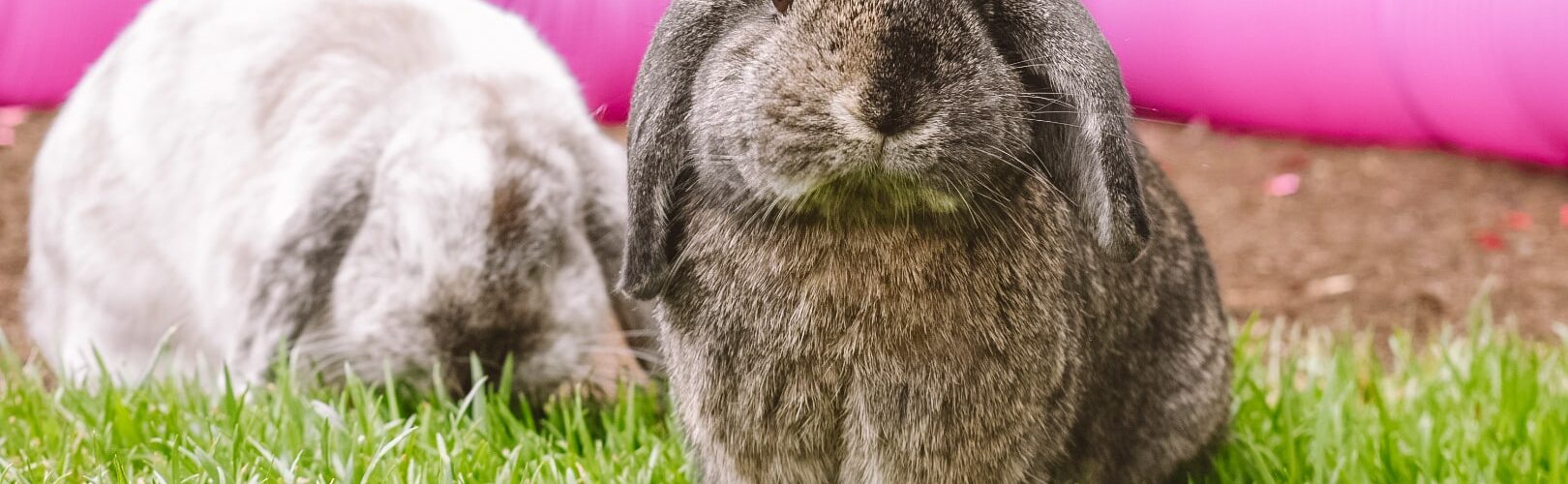 Come Capire il Linguaggio del Corpo del Coniglio: Cosa ti Dice? PetMania