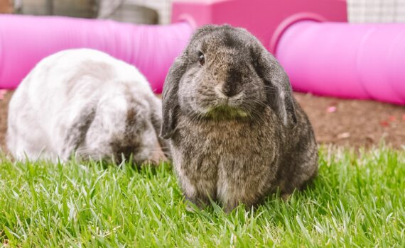Come Capire il Linguaggio del Corpo del Coniglio: Cosa ti Dice? PetMania