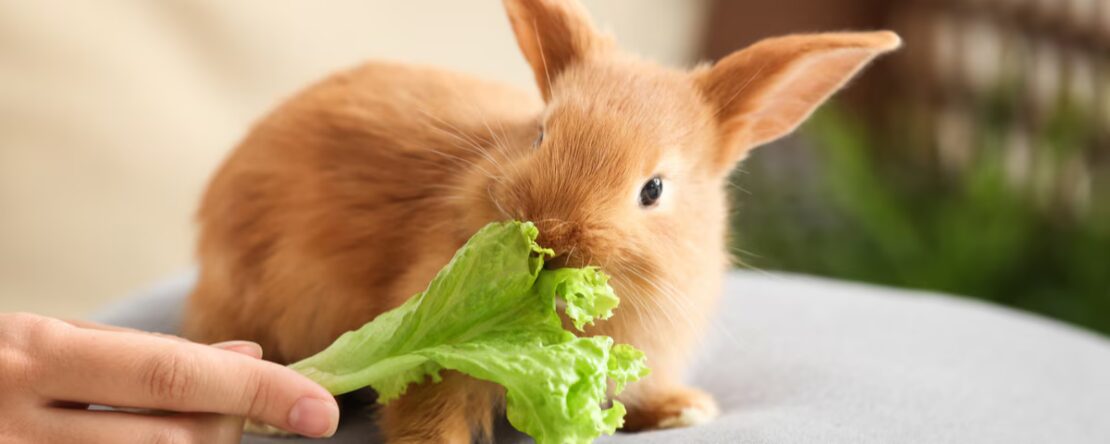 Dieta del Coniglio: Cosa Può e Cosa Non Può Mangiare PetMania
