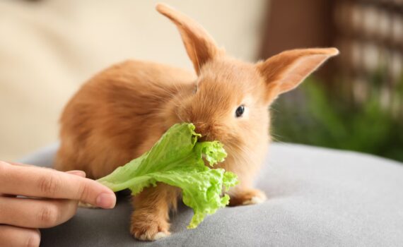 Dieta del Coniglio: Cosa Può e Cosa Non Può Mangiare PetMania