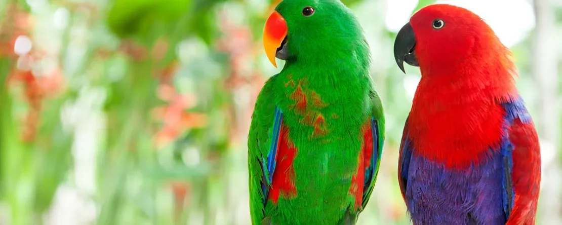 10 Specie Esotiche di Uccelli Domestici da avere in casa PetMania
