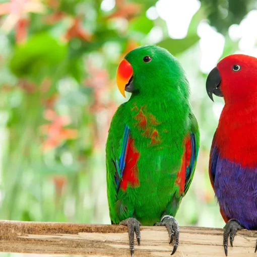 10 Specie Esotiche di Uccelli Domestici da avere in casa PetMania