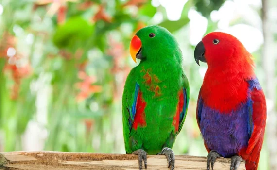 10 Specie Esotiche di Uccelli Domestici da avere in casa PetMania