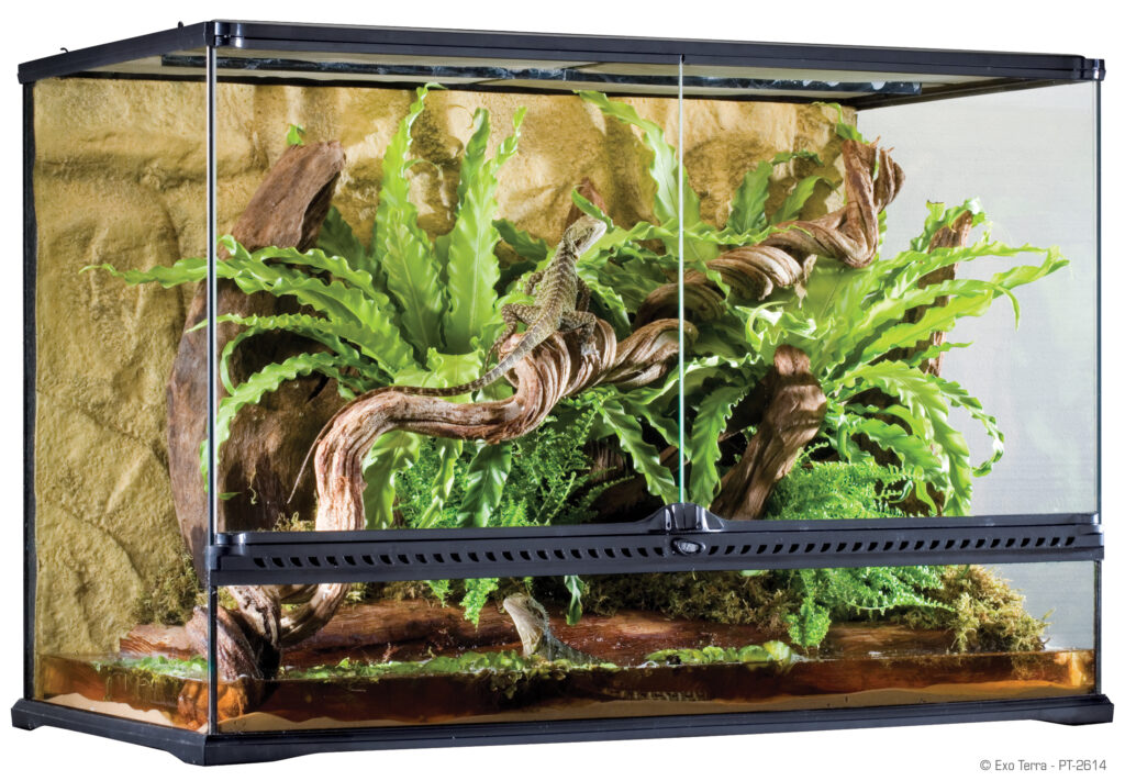 Come Creare un Terrario Perfetto Senza Spendere una Fortuna
PetMania