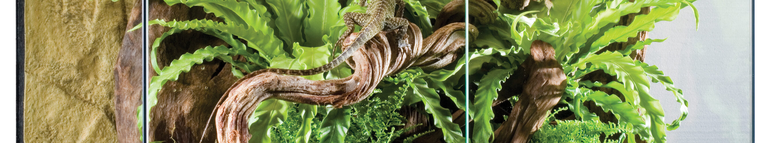 Come Creare un Terrario Perfetto Senza Spendere una Fortuna PetMania