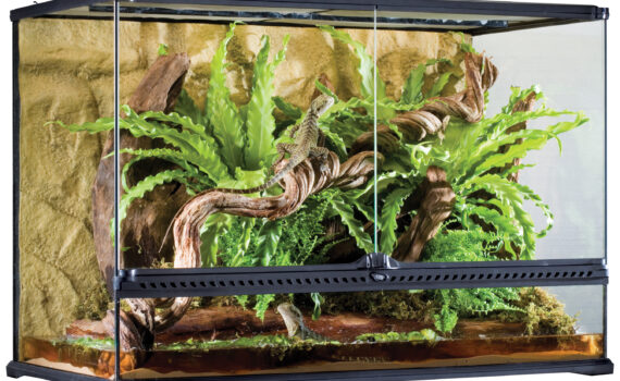 Come Creare un Terrario Perfetto Senza Spendere una Fortuna PetMania