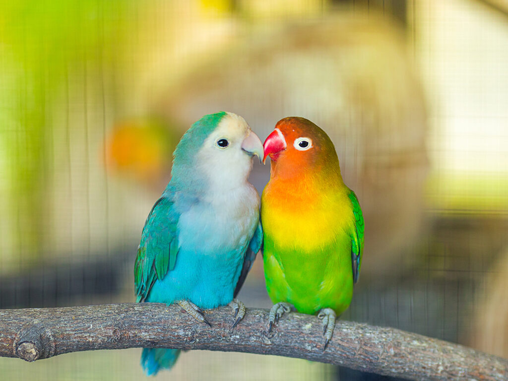 I Uccelli Domestici Più Affascinanti: Curiosità e Segreti
PetMania
