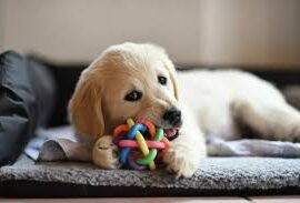 Guida Completa per Accogliere un Cucciolo in Casa PetMania