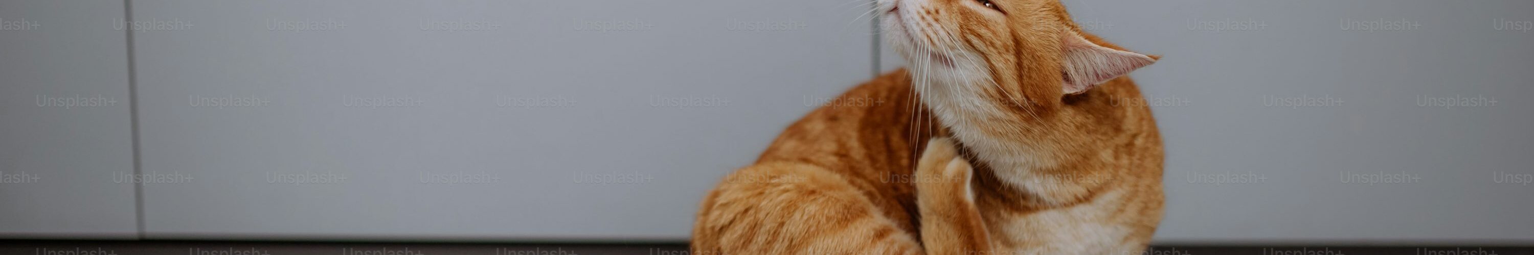 Come Educare un Gatto: Strategie per una Convivenza Perfetta PetMania