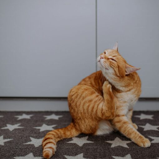 Come Educare un Gatto: Strategie per una Convivenza Perfetta PetMania