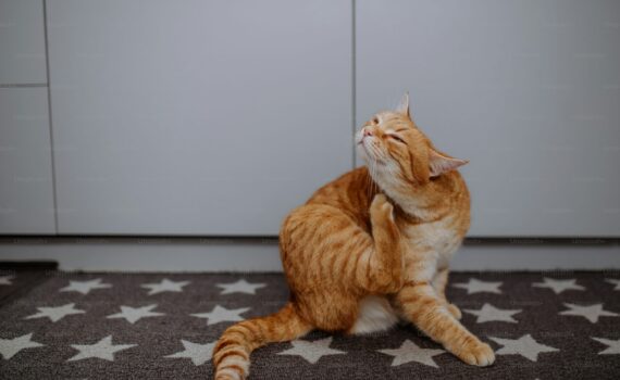 Come Educare un Gatto: Strategie per una Convivenza Perfetta PetMania