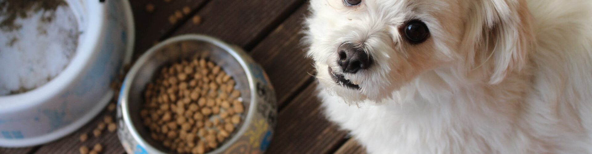 Come Scegliere le Migliori crocchette economiche per cuccioli PetMania