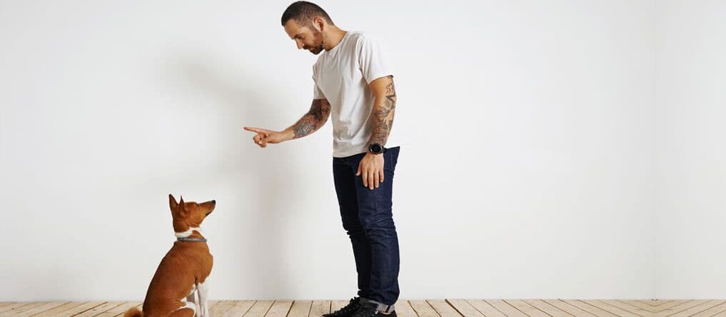 Come Addestrare un Cucciolo: I Primi Comandi Essenziali PetMania