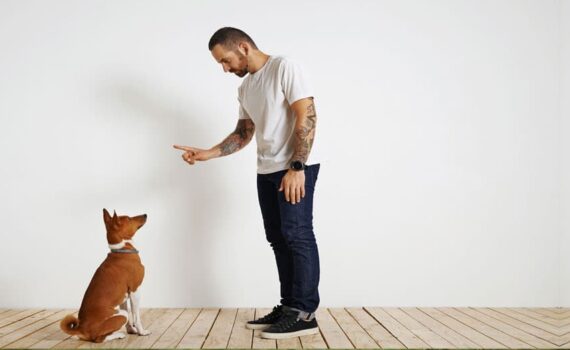 Come Addestrare un Cucciolo: I Primi Comandi Essenziali PetMania