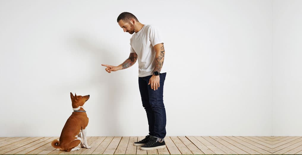 Come Addestrare un Cucciolo: I Primi Comandi Essenziali
PetMania