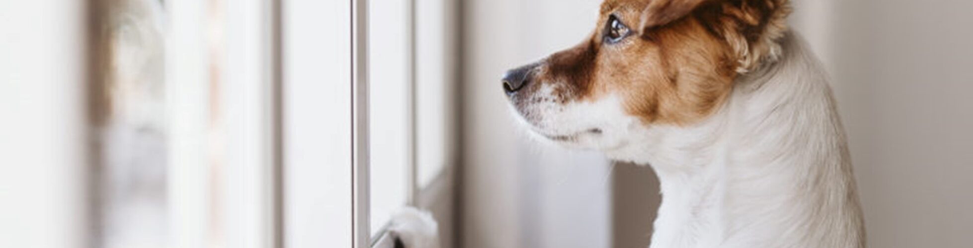 Come Insegnare al Cucciolo a Rimanere Solo in Casa PetMania