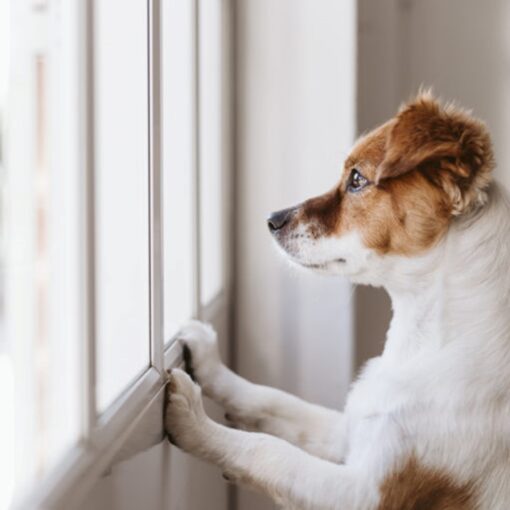 Come Insegnare al Cucciolo a Rimanere Solo in Casa PetMania