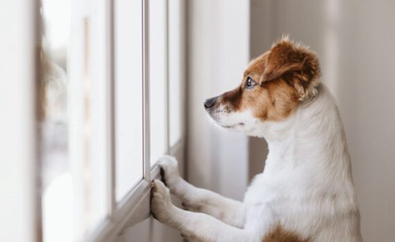Come Insegnare al Cucciolo a Rimanere Solo in Casa PetMania