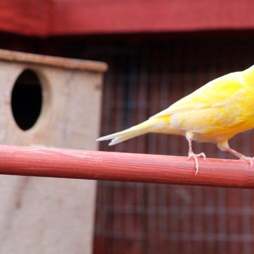 Come Creare l’Ambiente Ideale per il Tuo Uccello Domestico petmania