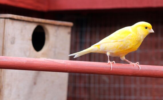 Come Creare l’Ambiente Ideale per il Tuo Uccello Domestico petmania