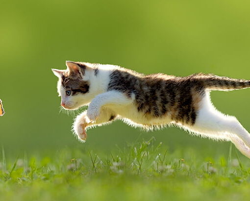 Scopri perché il gioco è essenziale per la salute e la felicità del tuo gatto, stimolandolo fisicamente e mentalmente ogni giorno! PetMania