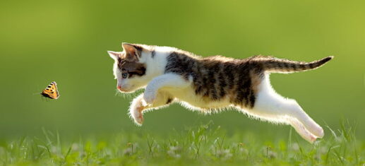 Scopri perché il gioco è essenziale per la salute e la felicità del tuo gatto, stimolandolo fisicamente e mentalmente ogni giorno! PetMania