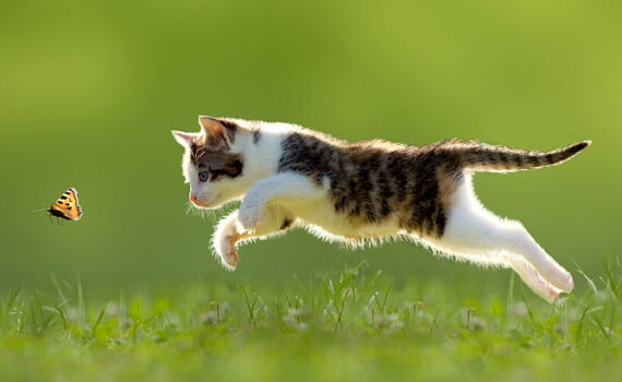 Scopri perché il gioco è essenziale per la salute e la felicità del tuo gatto, stimolandolo fisicamente e mentalmente ogni giorno! PetMania