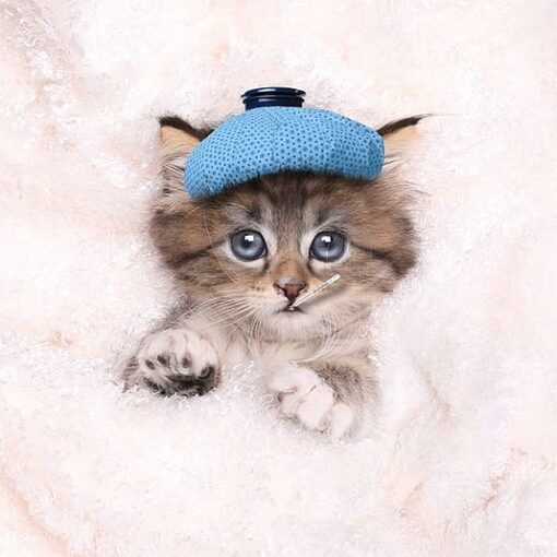 Le Malattie Più Comuni nei Gatti: Sintomi, Prevenzione e Cure PetMania