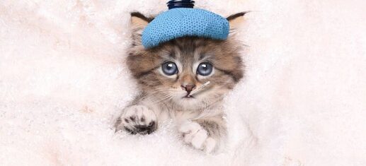 Le Malattie Più Comuni nei Gatti: Sintomi, Prevenzione e Cure PetMania