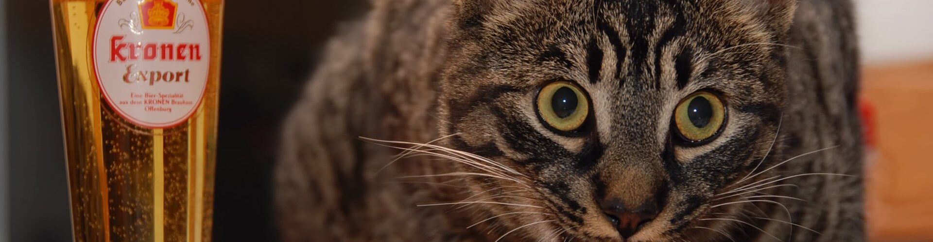 Alimentazione del Gatto: Qual è la Dieta Ideale per il Tuo Micio ? PetMania