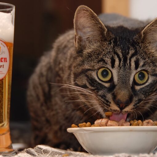 Alimentazione del Gatto: Qual è la Dieta Ideale per il Tuo Micio ? PetMania