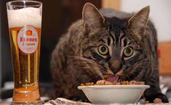 Alimentazione del Gatto: Qual è la Dieta Ideale per il Tuo Micio ? PetMania