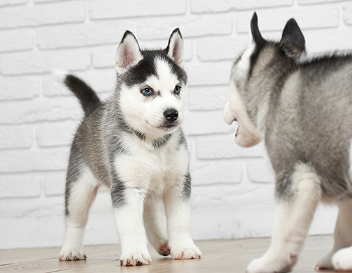 Socializzazione del Cucciolo: Come Renderlo Sicuro e Felice PetMania