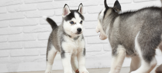 Socializzazione del Cucciolo: Come Renderlo Sicuro e Felice PetMania