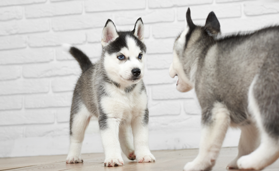 Socializzazione del Cucciolo: Come Renderlo Sicuro e Felice PetMania
