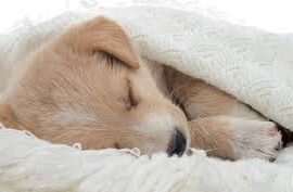 Il Sonno del Cucciolo: Quante Ore Dorme e Dove Farlo Dormire PetMania