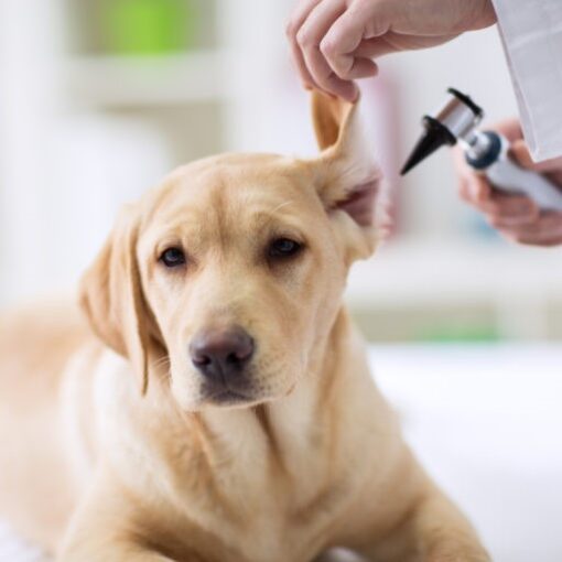 La Prima Visita dal Veterinario: Cure Essenziali per il tuo Cucciolo PetMania