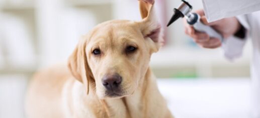 La Prima Visita dal Veterinario: Cure Essenziali per il tuo Cucciolo PetMania