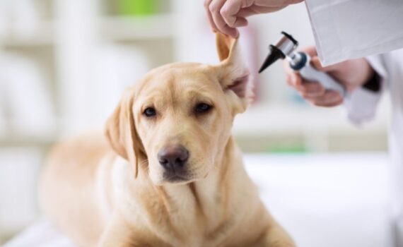 La Prima Visita dal Veterinario: Cure Essenziali per il tuo Cucciolo PetMania
