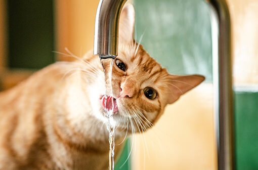 Strategie per Far Sentire Meno Caldo al Gatto PetMania