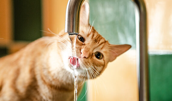 Strategie per Far Sentire Meno Caldo al Gatto PetMania