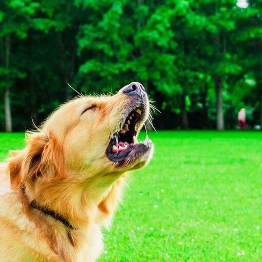 Non riesci a far smettere di Abbaiare il tuo Cane? Cause e soluzioni PetMania